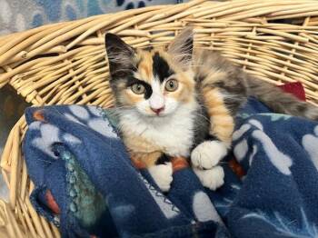 Domestic Medium Hair Cats Available for Adoption in Rosenberg, Texas - A053526 | PetCurious