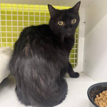 Burmese Cats Available for Adoption - Neverlost  | PetCurious