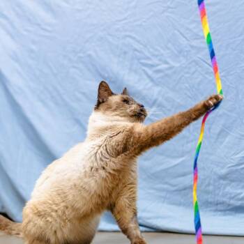 Archibald -  Domestic Short Hair Cat for Adoption in Houston, Texas - Archibald | PetCurious
