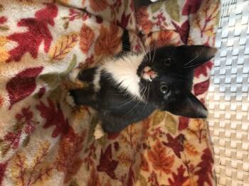 Rescue Domestic Short Hair Cats for Adoption in Lincoln Park, New Jersey - Tipsy | PetCurious