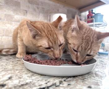 Apple(tree) and Pear (tree) -  Domestic Short Hair Cat for Adoption in Columbus, Ohio - Apple(tree) And Pear (tree) | PetCurious