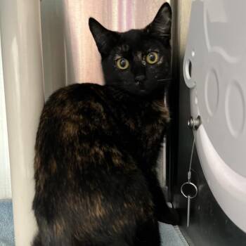 London -  Domestic Short Hair Cat for Adoption in Philadelphia, Pennsylvania - London | PetCurious