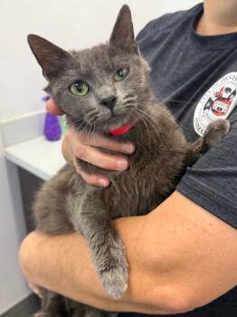 Domestic Short Hair Cats Available for Adoption in Denham Springs, Louisiana - Simone | PetCurious