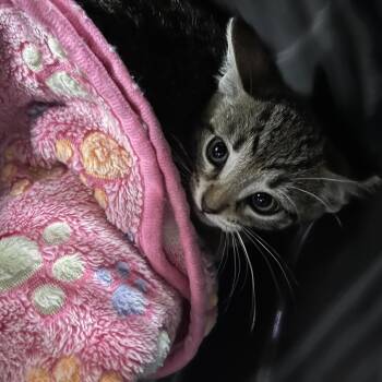 Champa -  Domestic Short Hair Cat Available for Adoption in Starkville, Mississippi - Champa | PetCurious