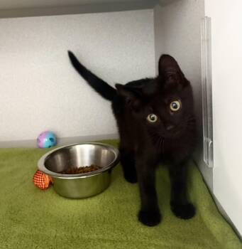 Crybaby -  Domestic Short Hair Cat for Adoption in Sacramento, California - Crybaby | PetCurious