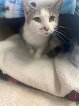 Domestic Short Hair Cats Available for Adoption in Lovingston, Virginia - April | PetCurious
