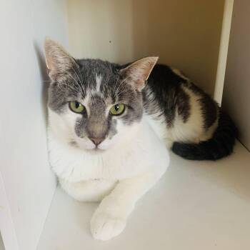 Rescue Domestic Short Hair Cats for Adoption in Buffalo, New York - Patrick | PetCurious