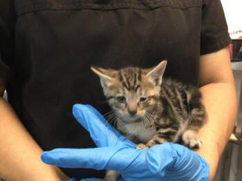 Domestic Short Hair Cats Available for Adoption in Thousand Palms, California - A1914917 | PetCurious