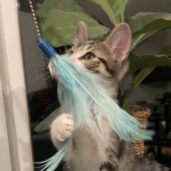 Breeze Haines-AR -  Domestic Short Hair Cat Available for Adoption in Tallahassee, Florida - Breeze Haines-AR | PetCurious