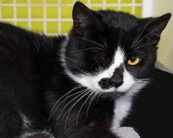 Domestic Short Hair Cats Available for Adoption - Rodan | PetCurious