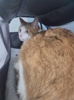 Domestic Short Hair Cats Available for Adoption - Queso | PetCurious