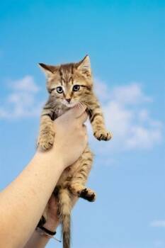 HOPPER -  Domestic Short Hair Cat for Adoption in Belleville, Illinois - HOPPER | PetCurious