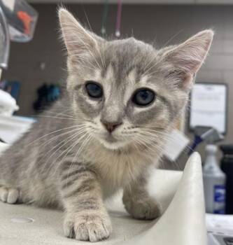 Helen -  Domestic Short Hair Cat for Adoption in Westland, Michigan - Helen | PetCurious
