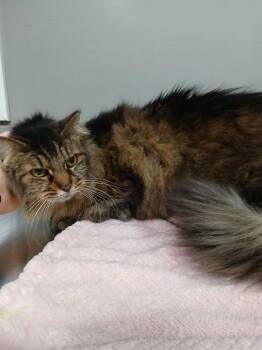Domestic Long Hair Cats Available for Adoption - Miss Kitty | PetCurious
