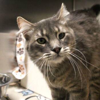 Domestic Medium Hair Cats Available for Adoption in Des Moines, Iowa - Sampson | PetCurious