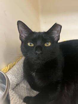Rescue Domestic Medium Hair Cats for Adoption in Rockaway, New Jersey - Rose RM | PetCurious