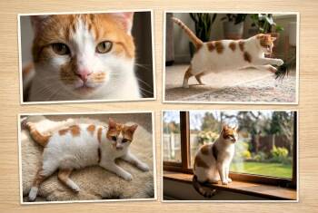 Domestic Short Hair Cats Available for Adoption in Burnaby, British Columbia - Patches | PetCurious