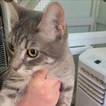 Bubbles AKA Nova -  Domestic Short Hair Cat Available for Adoption - Bubbles AKA Nova | PetCurious
