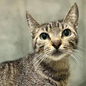Naz (Rico) -  American Wirehair Cat for Adoption in Guaynabo, Guaynabo - Naz (Rico) | PetCurious