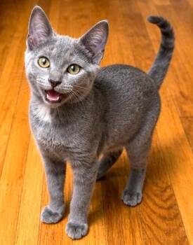 Dilute Tortoiseshell and Domestic Short Hair Cats Available for Adoption in Boston, Massachusetts - Glitter | PetCurious