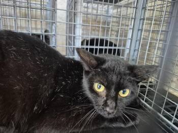 Rescue Domestic Short Hair Cats for Adoption in Fort Lauderdale, Florida - A2449362 | PetCurious