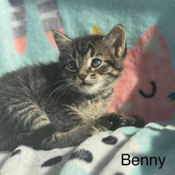 Rescue Domestic Short Hair Cats for Adoption in Spring Hill, Kansas - Benny | PetCurious
