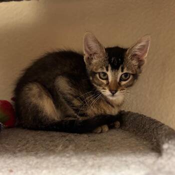 Nook w/ Cranny -  Domestic Short Hair Cat for Adoption in Flagstaff, Arizona - Nook W/ Cranny | PetCurious