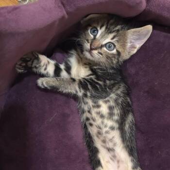 John Lennon -  Domestic Short Hair Cat for Adoption in Goleta, California - John Lennon | PetCurious