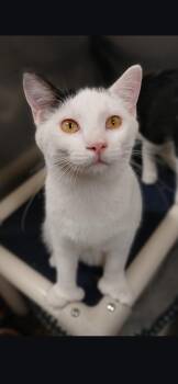 Extra Toes Cat Hemingway Polydactyl Cats Available for Adoption in Medford, Wisconsin - Abner | PetCurious