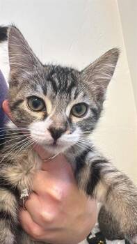BOWIE -  Domestic Medium Hair Cat for Adoption in West Valley City, Utah - BOWIE | PetCurious