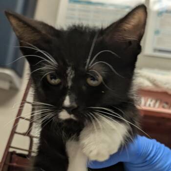 Sonia Sotomayor -  Domestic Short Hair Cat for Adoption in Chicago, Illinois - Sonia Sotomayor | PetCurious