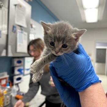 Domestic Short Hair Cats Available for Adoption in Indianapolis, Indiana - Olivia Pawdrigo | PetCurious