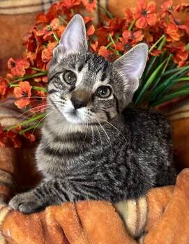 5/10/26 John -  Domestic Short Hair Cat for Adoption in Stillwater, Oklahoma - 5/10/26 John | PetCurious