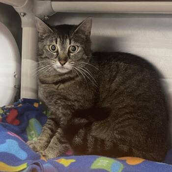 Strawberry Acai Refresher -  Domestic Short Hair Cat for Adoption in Mentor, Ohio - Strawberry Acai Refresher | PetCurious