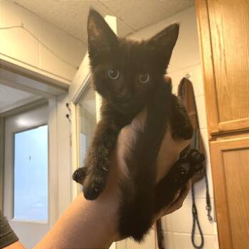 Kaida -  Domestic Short Hair Cat for Adoption in Albert Lea, Minnesota - Kaida | PetCurious