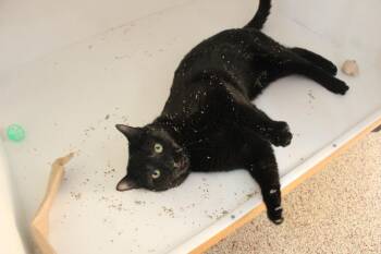 Domestic Short Hair Cats Available for Adoption - Black Peppa | PetCurious
