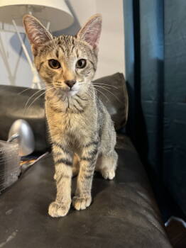 Rescue American Shorthair Cats for Adoption in Longwood, Florida - Silver | PetCurious