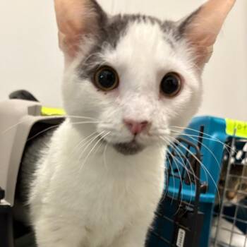 Petey -  Domestic Short Hair Cat for Adoption in Bentonville, Arkansas - Petey | PetCurious