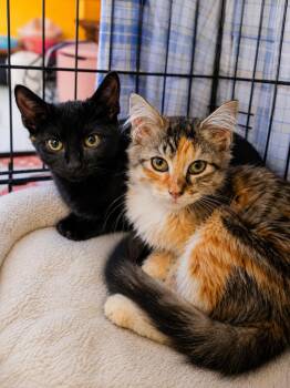 Sophie and Neptune -  Domestic Long Hair Cat for Adoption in Stamford, Connecticut - Sophie And Neptune | PetCurious
