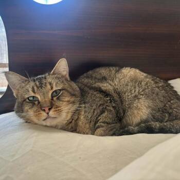 Snuggle -  Domestic Short Hair Cat for Adoption in Bentonville, Arkansas - Snuggle | PetCurious