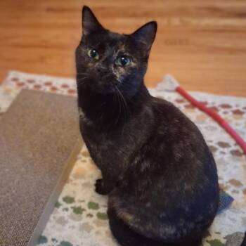 Wildflower -  Domestic Short Hair Cat for Adoption in Saint Paul, Minnesota - Wildflower | PetCurious