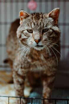 Domestic Short Hair Cats Available for Adoption in Le Mars, Iowa - Scruffy | PetCurious