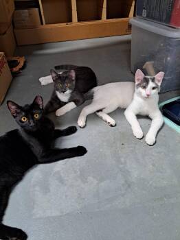 Jules -  Domestic Short Hair Cat for Adoption in Mckinney, Texas - Jules | PetCurious