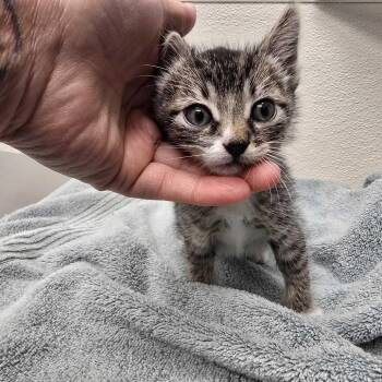 Domestic Short Hair Cats Available for Adoption in Spokane, Washington - Mushu | PetCurious