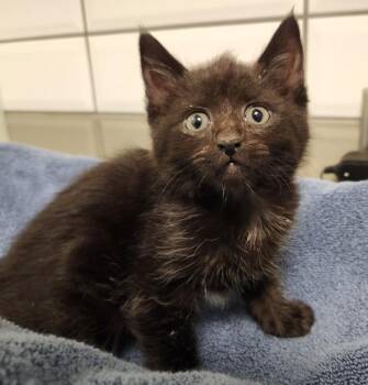 Domestic Short Hair Cats Available for Adoption in Kamloops, British Columbia - Opal | PetCurious