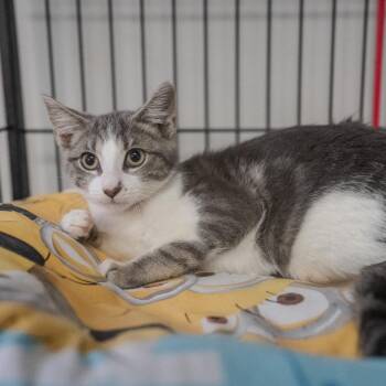 Daisy -  Domestic Short Hair Cat for Adoption in Pawling, New York - Daisy | PetCurious