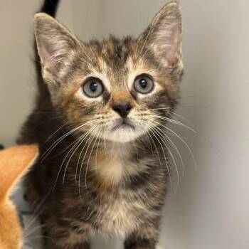 Duvalin -  Domestic Short Hair Cat for Adoption in League City, Texas - Duvalin | PetCurious