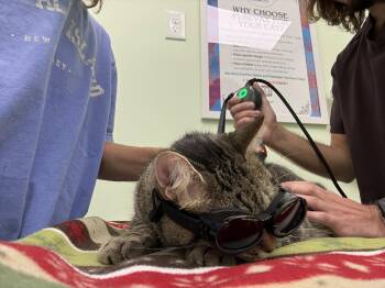 Hunny Pot -  Domestic Short Hair Cat for Adoption in Trenton, New Jersey - Hunny Pot | PetCurious