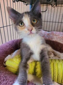 Domestic Short Hair Cats Available for Adoption in Salinas, California - Amelia | PetCurious