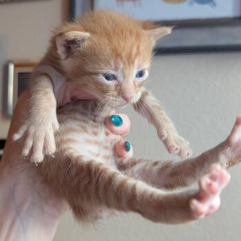 Xam 15 -  Manx Cat for Adoption in Austin, Texas - Xam 15 | PetCurious